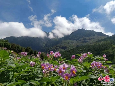 邂逅东川李子沟:“特色产业+乡村旅游”赋能乡村振兴